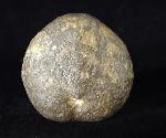 Micraster brevis DESOR in AGASSIZ & DESOR 1847 - Bild © FossNet FossilienStore